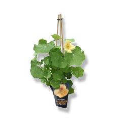 Stecketiketten für Gartenbaubetriebe